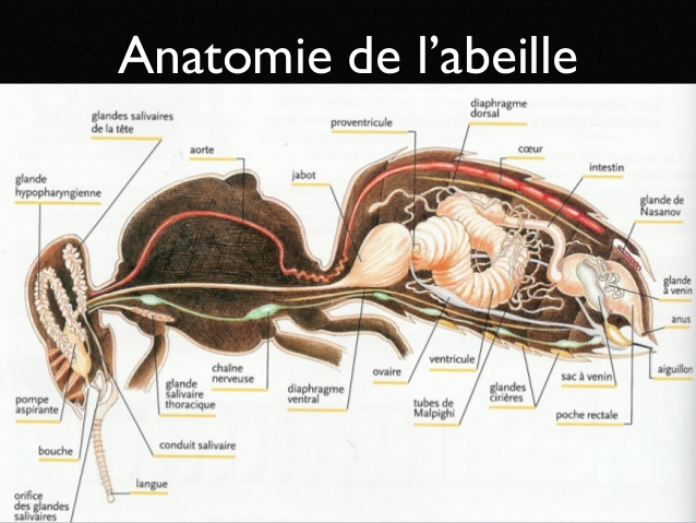 Anatomie de l'abeille (Appis mellifera)  Abeille, Infographie, La vie des  abeilles